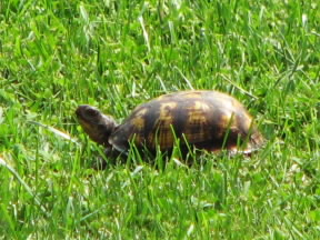 A visitor in our front yard.  August 18, 2008.