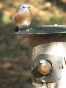 Bluebirds checking out a new house.  October 29, 2008.