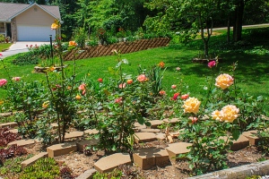 Our 'big' rose bed, with the new wall flower bed in the background.  Fairfield Glade, Tennessee.  June 1, 2013.