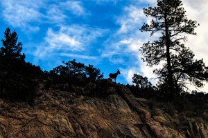 'King of the Mountain' in Big Thompson Canyon, Colorado.  September 17, 2012.